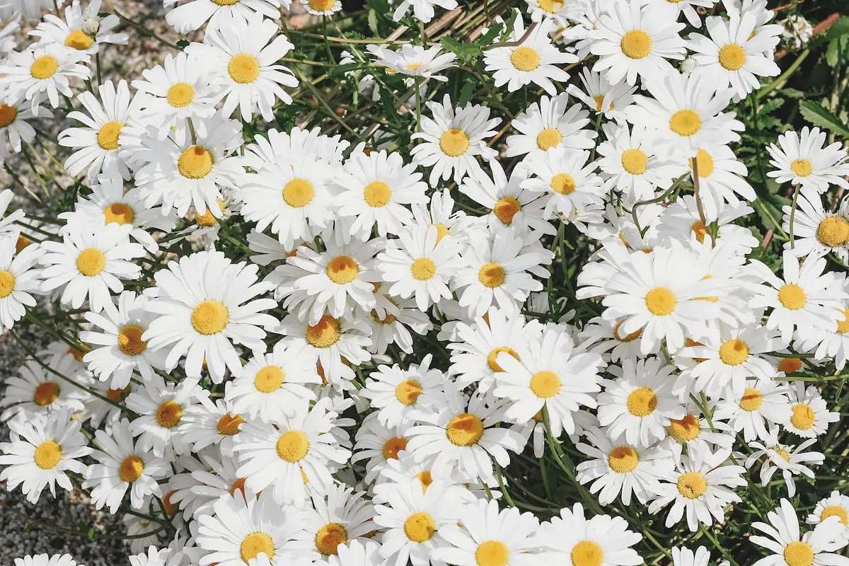 Paruoštas mitybos planas: subalansuota savaitė